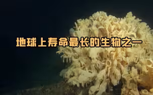 中国南海曾发现已存在了一万多年的玻璃海绵