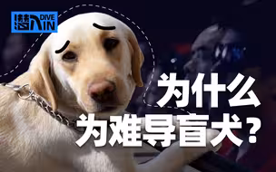 【潜入】导盲犬是不是最佳选择？