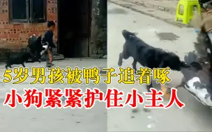 男孩被鸭子追着啄狗狗冲出保护，爸爸：平时喜欢鸭子，不喜欢狗