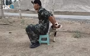 钻行、飞背、解救人质！实拍武警警犬训练画面 战术动作超燃！