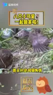 丽水，一个月前救助的8只小猫头鹰经过治疗恢复了健康，一起回归大自然