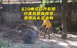 G20峰会召开在即 印度首都新德里清理街头流浪狗