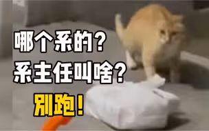 喵星人大学宿舍门口偷外卖，被灵魂三问吓跑