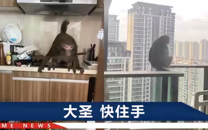 贵州女子家中遭猴子“打劫”，锅碗瓢盆扒拉在地上，还和狗抢玩具