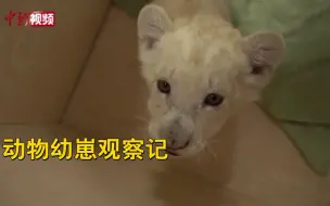 可可爱爱！动物幼崽集合！你最喜欢哪一只？