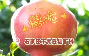“中国味，石榴甜”，太行山村，火红石榴挂满枝头！