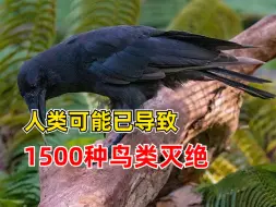 人类或已导致1500种鸟类灭绝，占全球鸟类总数的12%