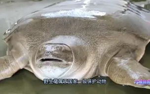 广东潮州救助一只巨型甲鱼，却比鳖更稀有，是一级保护动物野生鼋