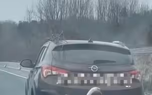 男子挂大鹅载树枝，狂奔数百里，网友：鹅能增压的车