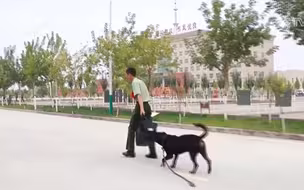 看哭了！训导员退役，军犬咬住包不让走