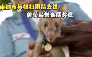 柬埔寨英雄扫雷鼠去世，曾获荣誉金质奖章