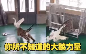 小老虎追大鹅惨遭“反杀”