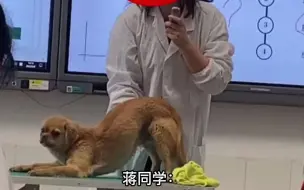 畜牧老师抱狗狗讲解临床知识，狗狗努力凹姿势配合，网友：一看就是老演员了。