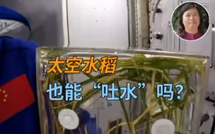 太空水稻也能“吐水”吗？