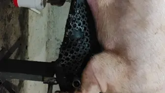 纯科普，公猪工作内容，中间非静止，可快进