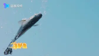 带你慢速欣赏来自北麂海岛的各种鱼，声音很治愈哦_
