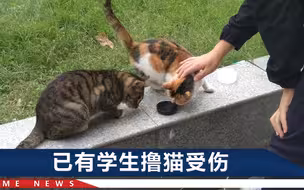 上海一高校博士研究生逗流浪猫，被取消年度评奖资格，校方回应