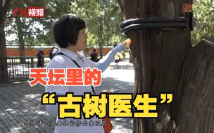 天坛里的“古树医生”