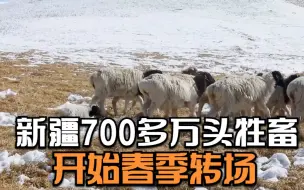 新疆700多万头牲畜开始春季转场