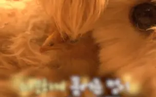 出人意料！狗狗把小鸡当孩子整天搂在怀里 主人看到这一幕时惊呆