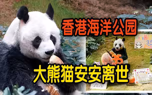 大熊猫安安离世 中央庆祝香港回归两周年赠送 香港市民感谢多年陪伴