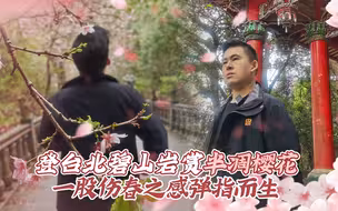登台北碧山岩赏半凋樱花 一股伤春之感弹指而生
