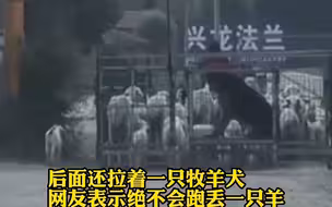 农户使用新型赶羊方式，还不忘给牧羊犬留个“办公室”,网友：狗子上班摸鱼！