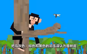 热带雨林里藏着什么?
