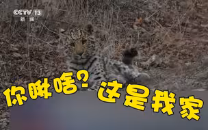 进来吸“猫”！华北豹带娃出游现身风景区，遇人淡定高冷