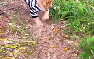 狗狗在外打架输了垮着脸走回来不愿意看主人，主人：嫌弃穿衣服打架放不开