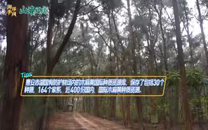 【山海福建】全国唯一国家级木麻黄种质资源库 就在惠安这处海边