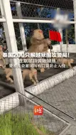 泰国200只猴越狱围攻警局！盘踞屋顶俯瞰领地  警察无奈紧闭所有门窗防止入侵