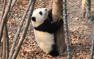 上树失败怎么办？导演，这段掐了别播！