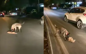 猫咪马路上遭遇车祸 狗子不顾车流焦急把它拖到路边 网友泪目