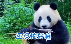 大熊猫是懂吃播的~