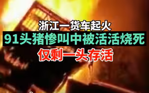 惨烈！浙江一货车起火91头猪被活活烧死，仅剩一头逃出生天