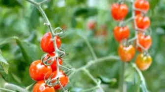 一颗“河北净菜”是这样来到京津百姓餐桌上的！
