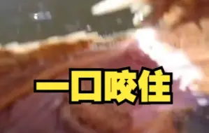 巴西一渔民的无人机在试飞时被鳄鱼一口咬住