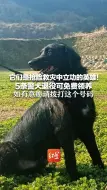 它们是抢险救灾中立功的英雄！5条警犬退役可免费领养 如有意愿请拨打这个号码