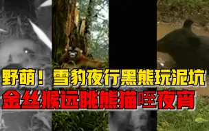 监控下的野生萌物：雪豹夜行黑熊玩泥坑，金丝猴远眺熊猫咥夜宵