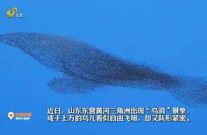 壮观！被东营的“鸟浪”震撼了#最美中国