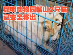 昆明动物园猴山2只猫已安全移出 2只猫健康状况良好