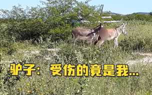 巴西一运中国疫苗的飞机失事，受伤的竟然是…