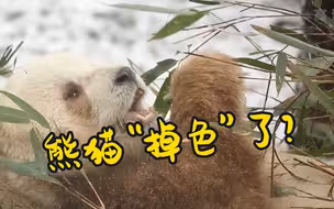 哎呀！这只熊猫怎么“掉色”了？