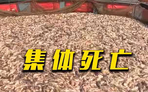 韩国养殖场石斑鱼大量死亡！什么情况？