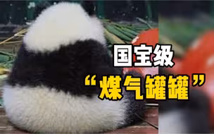 没有腰的大熊猫长什么样？