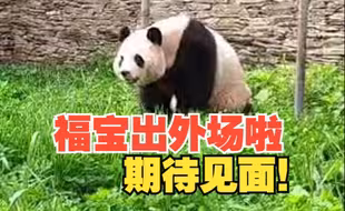 “福宝”超长吃播福利！ 站着吃、躺着吃，在外场吃，总之就是嘎嘎炫饭！