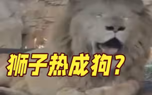 气温直奔42°！动物园狮子热成狗 网友:你可是来自非洲的!