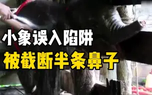 小象误入盗猎陷阱被截断半条鼻子 最终不治身亡