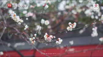 古韵满满！白梅雨中绽放与红墙适配度拉满｜近日，浙江杭州，钱王祠的白梅凌寒绽放，在古建红墙的映衬下尤为幽静，伴随着淅淅沥沥的雨声，一种穿越古今的韵味扑面而来。
